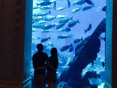 -迪拜水族馆及水下动物园