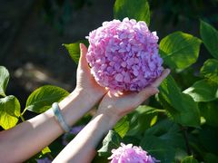 -上海滨江森林公园