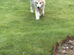 -翊宠yipet猫狗购宠庄园犬舍•猫舍