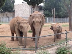 -石家庄市动物园