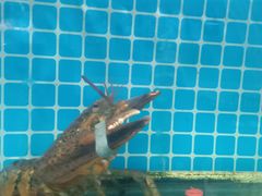 -兆辉木炭海鲜烧烤·海鲜小炒