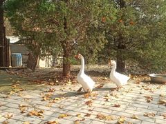 -白水寺森林公园