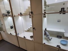-70cat德文卷毛猫·缅因猫纯种猫舍