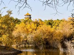 -金塔沙漠胡杨林景区