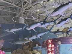 -烟台海昌鲸鲨海洋公园