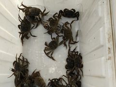 -七的湖·江南蟹舫·阳澄湖农家菜(蟹舫苑店)