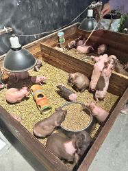 -酷嗒动物文化乐园(cutezoo西溪乐天城店)