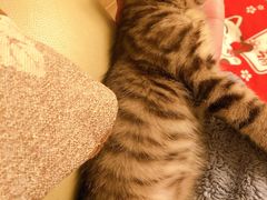 -高德24h动物医院