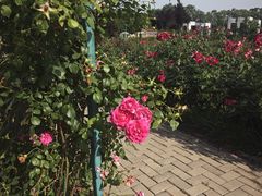 -石家庄市植物园