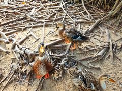 -三亚海棠湾万丽度假酒店