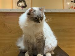-滚猫咖啡·猫咖·猫友好撸猫(未来城店)