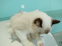 -怪兽屋·羊驼·猫咖·狗咖(俊华广场店)