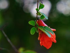-厦门园林博览苑