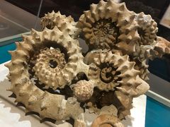 -青岛贝壳博物馆