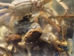 -V-ONE西雅图海鲜自助餐厅(仓山万达广场店)