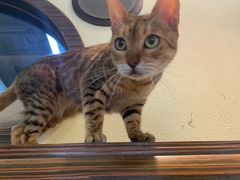 -more than meow吴止猫主题餐厅(承德 中船汇店)