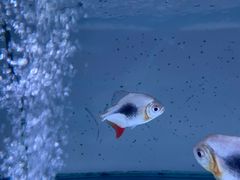 -青石桥花鸟鱼虫市场(叠翠城店)