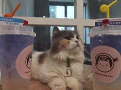 -楼上猫咖(罗湖店)