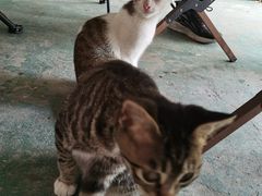 -小象钓虾·营地烧烤(洛溪店)