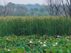 -野鸭湖国家湿地公园