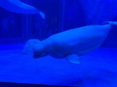 -上海海昌海洋公园-冰山北极馆