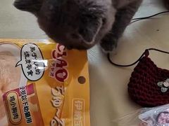 -宠爱国际动物医院· 猫科· 外科·中兽医(长白店)