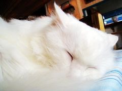 -Babycat私家御饼屋(龙头路一店)