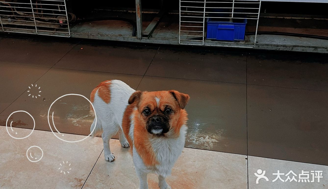 一人食偶遇可爱饭搭子🐶