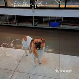 一人食偶遇可爱饭搭子🐶