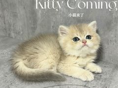 -小猫来了·猫舍(红山六九七九店)