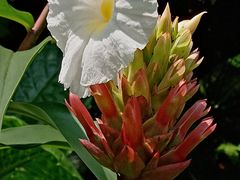 -华南国家植物园-售票处