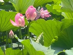 -长春市南湖公园