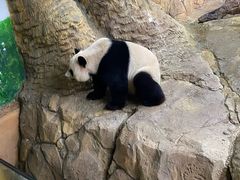 -广州长隆野生动物世界