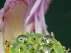 -陈家山荷花公园