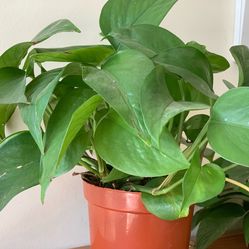 蓝凌小主的图片