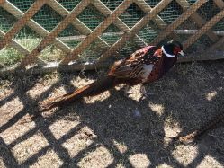 -萌宠亲子动物乐园(槐房万达店)