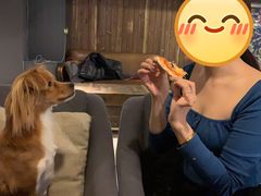 -百好乐宠物友好餐厅(朝外大街店)