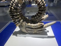 -贝壳王国博物馆