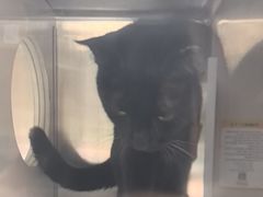 -安安宠医宠物医院·异宠·犬猫内科(岳阳分院)