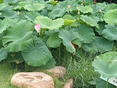 -厦门园林博览苑