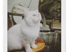 -喵屿·大理花园猫咖