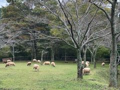 -神户市立六甲山牧场