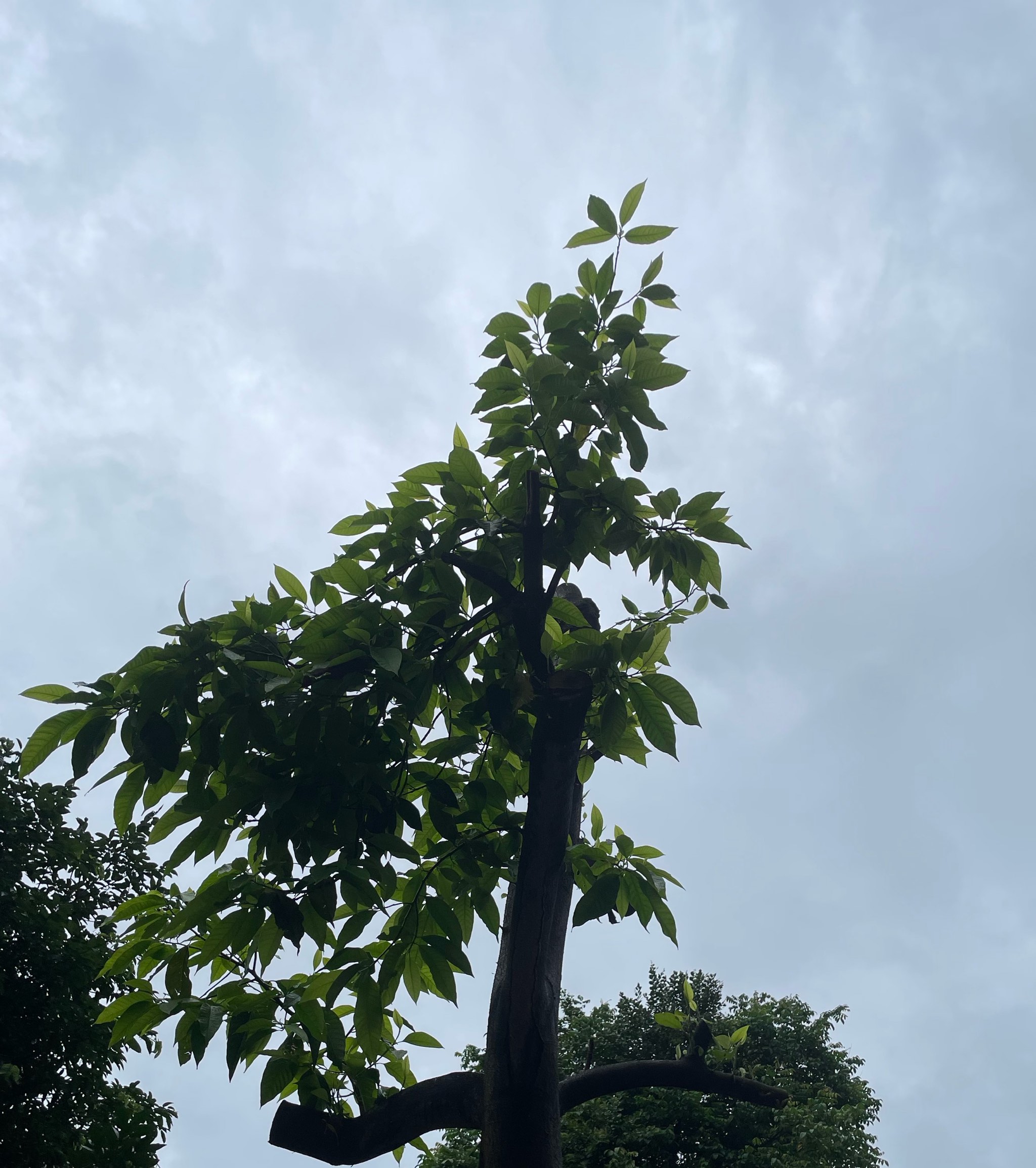 白兰花树修剪图解图片