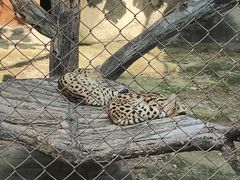 -大连森林动物园