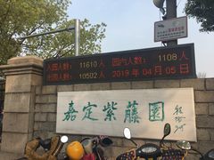 -嘉定紫藤园