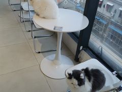 -怪兽屋·羊驼·猫咖·狗咖(俊华广场店)