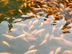 -长春市南湖公园