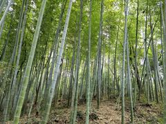 -上海佘山国家森林公园天马山园