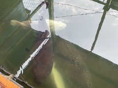 -蓝湾碧波·老字号·疍家非遗海上餐厅