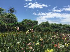 -紫颐香薰山谷景区